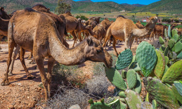 Guelmim camel market​