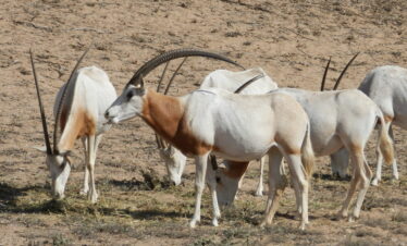Animal Park Excursion (1)