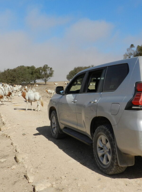 Animal Park Excursion