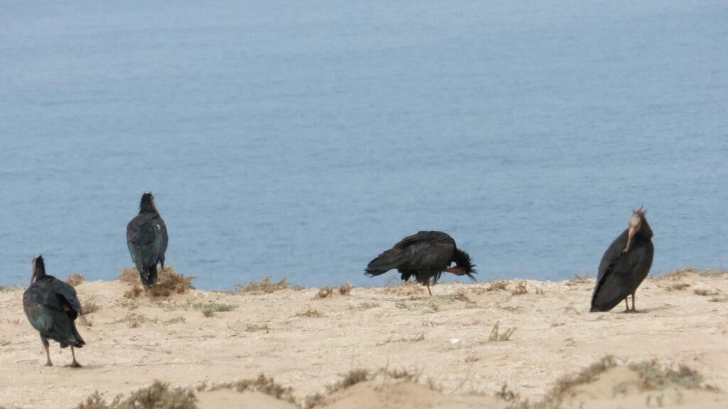 Animal Park Souss Massa