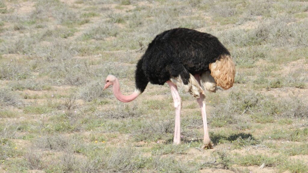 Agadir Animal Park Excursion