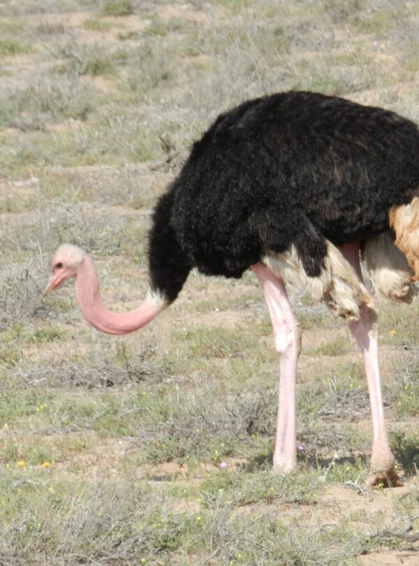 Agadir Animal Park Excursion