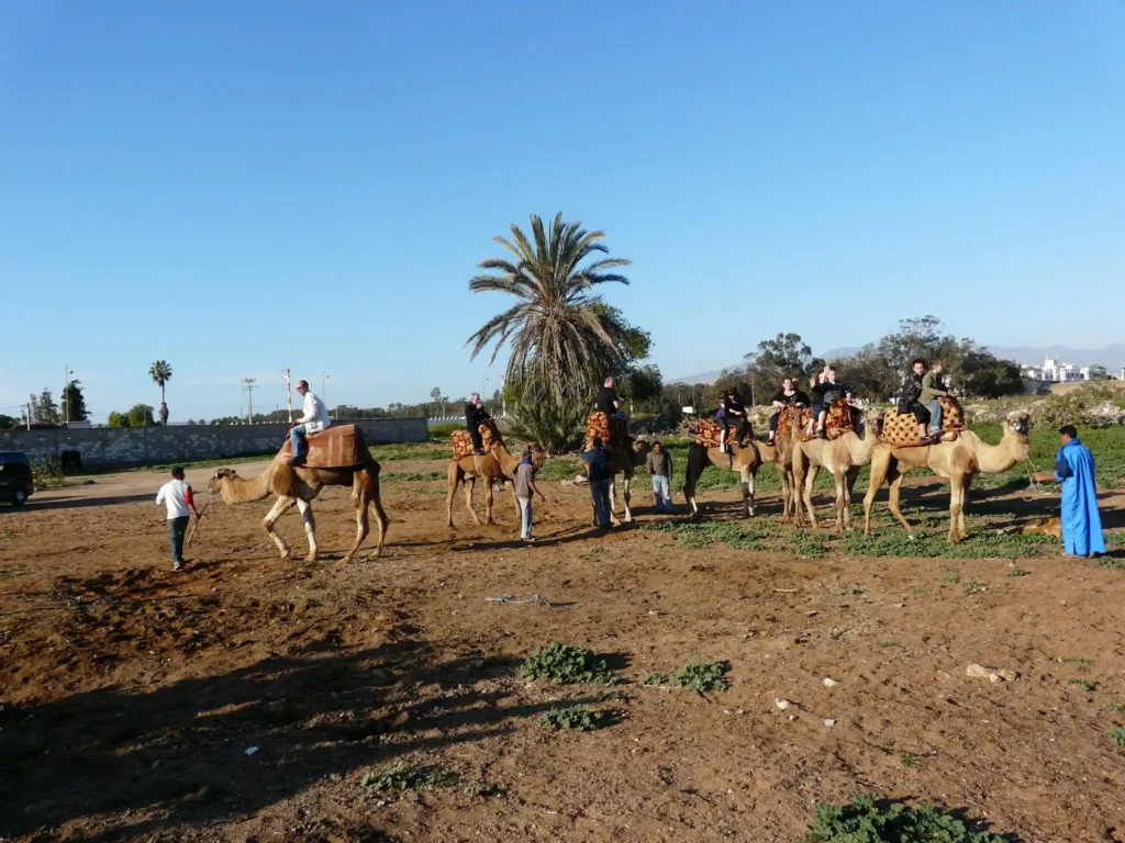 Le-dromadaire-est-une-experience-de-divertissement-avec-toute-la-famille