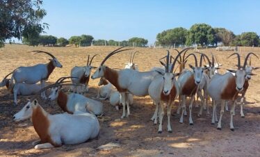Rokein in agadir park