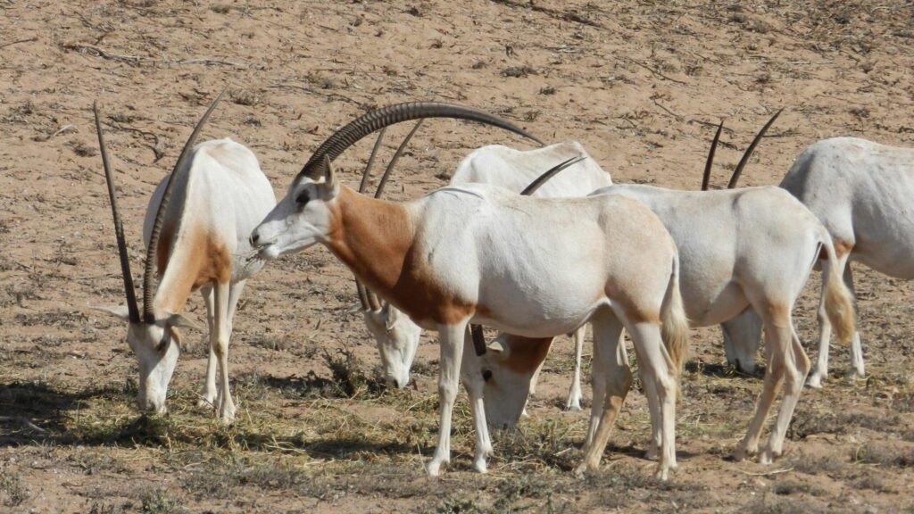 Rokein in agadir park