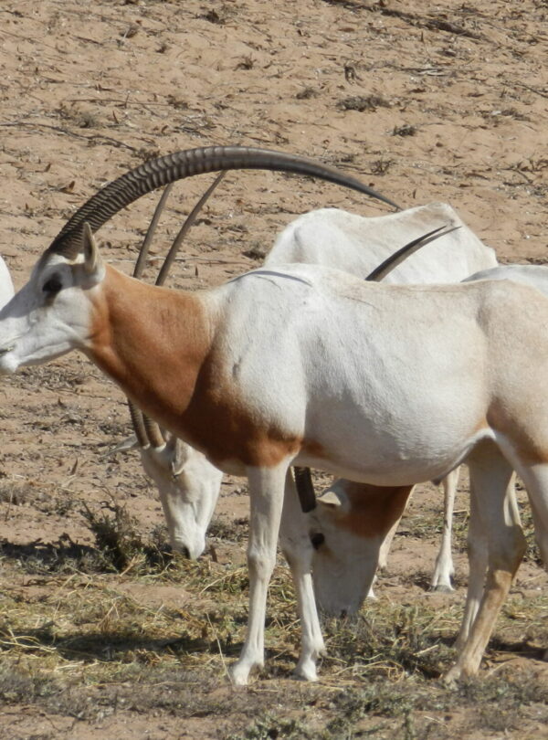Rokein in agadir park