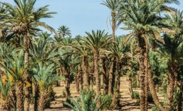 Tiout & Taroudant Adventure