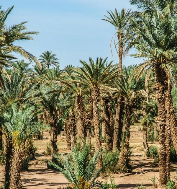 Tiout & Taroudant Adventure