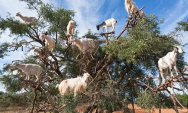 Agadir desert trips
