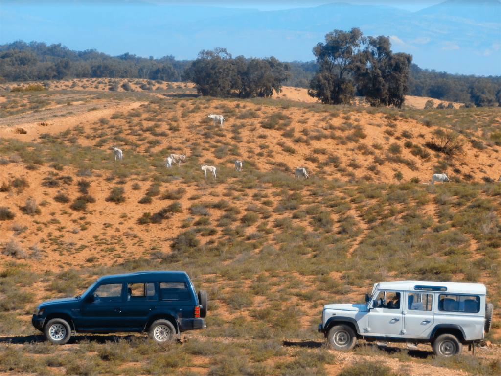 Souss Massa Wildlife Park 4x4 excursion