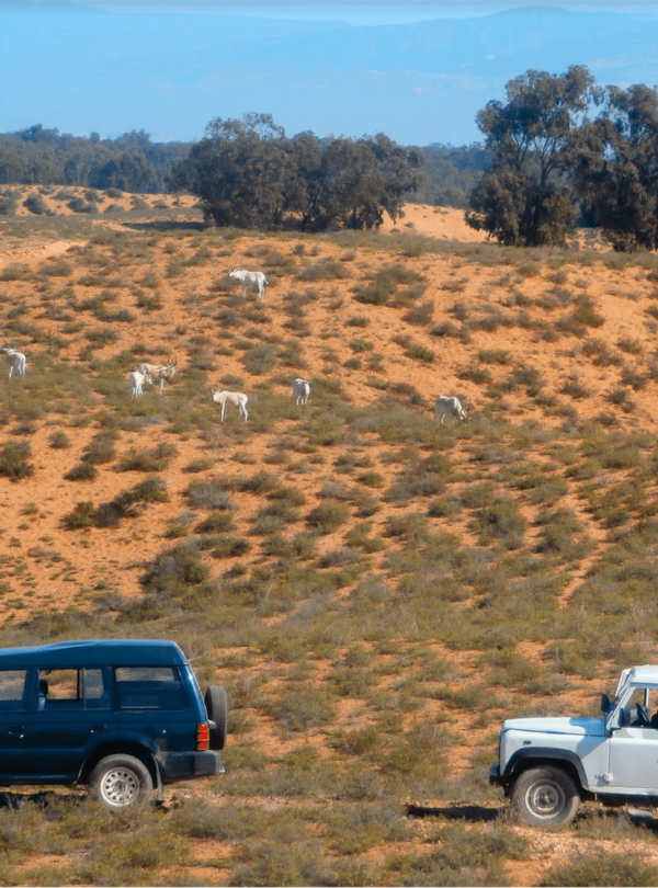 Souss Massa Wildlife Park 4x4 excursion