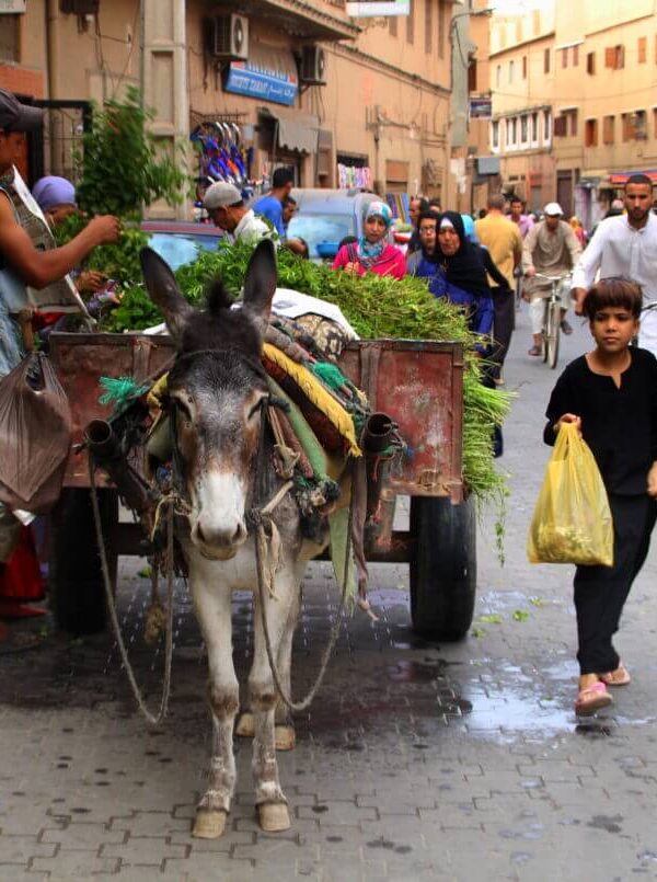 Taroudant to Marrakech