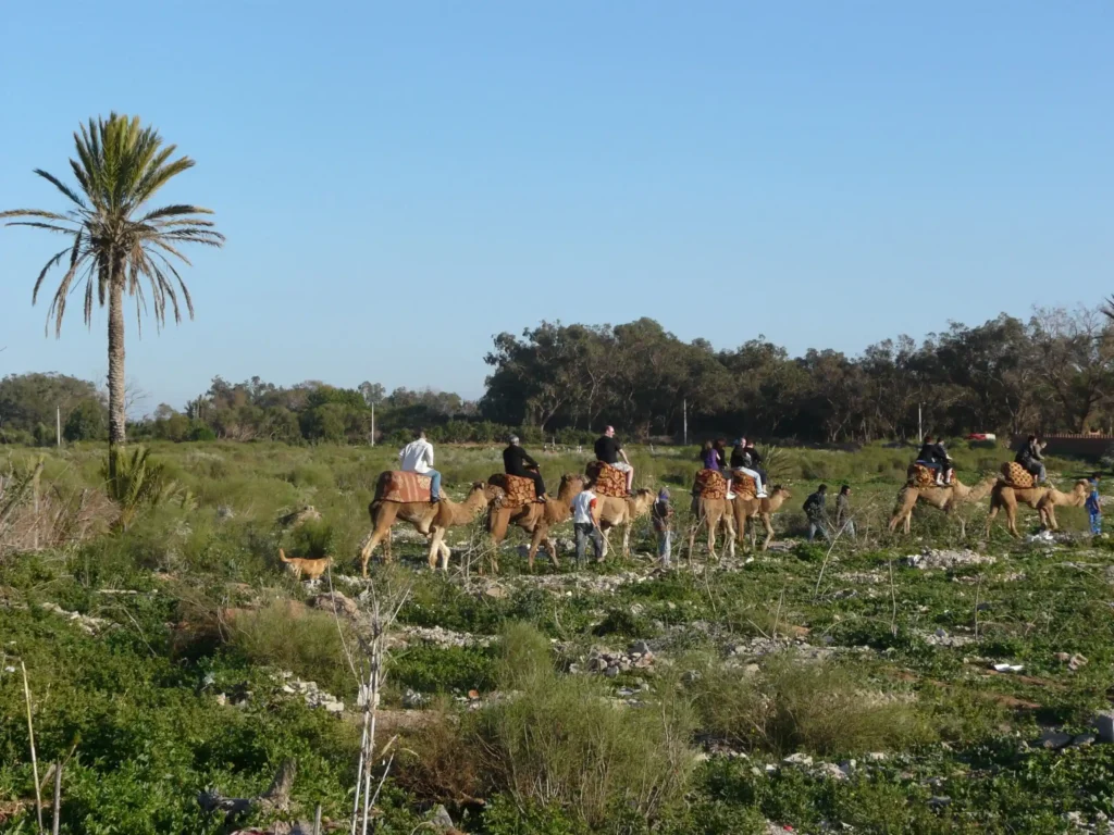 Tour-de-chameau-au-milieu-de-la-nature-a-Taghazout