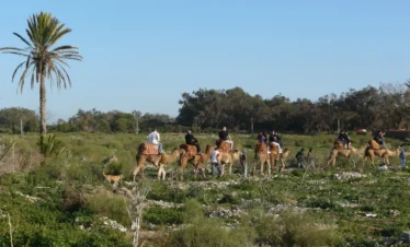 Tour-de-chameau-au-milieu-de-la-nature-a-Taghazout