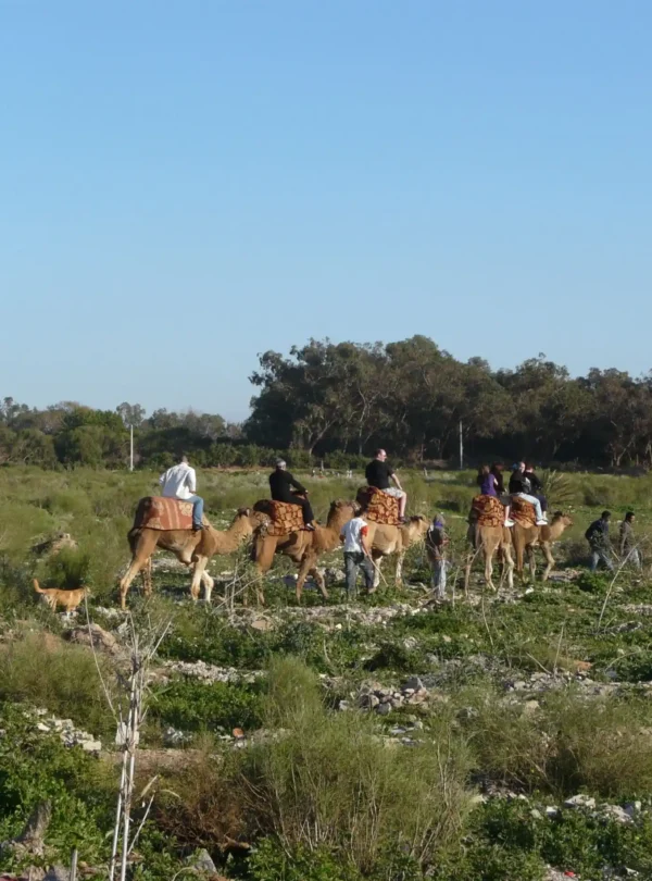 Tour-de-chameau-au-milieu-de-la-nature-a-Taghazout