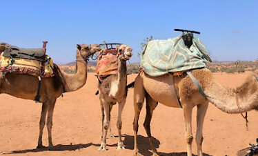family-camel-ride-agadir