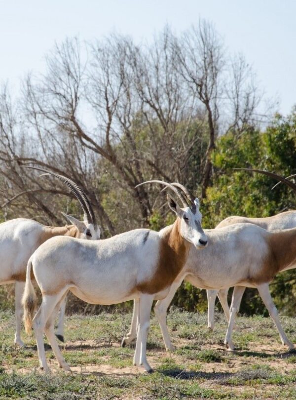 Rokein in agadir park